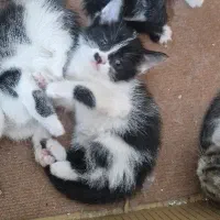 واگذاری رایگان  گربه