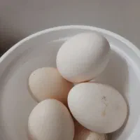 تخم مرغ نطفه دار لاری وگلین