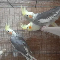 عروس هلندی|پرنده|شیراز, بهارستان|دیوار