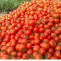 نیاز به نیروی گوجه چیدن خانم و اقا