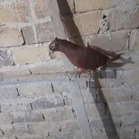 کبوتر|پرنده|خرمدشت, |دیوار