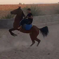 فروش اسب