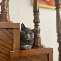 گربه گمشده منطقه رزمندگان