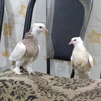 جفت جوجه طوقی