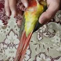 گرینچیک گمشده