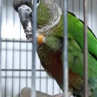 گرینچیک نرمال بالغ نیمه دستی معاوضه با تخم ملنگو