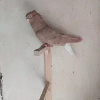 زرد دم‌سفید خال سیاه دار
