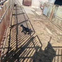 بزغاله شیری|حیوانات مزرعه|کویرات, |دیوار