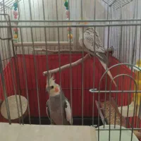عروس هلندی