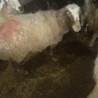 میش شاخی با چند تا کاور آبستن،|حیوانات مزرعه|زرند, |دیوار