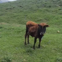 گمشده