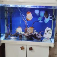 آکواریوم ماهی