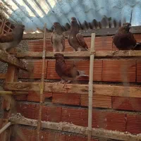 کبوتر تک پر پرشی|پرنده|بندر ترکمن, |دیوار