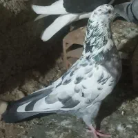 کبوتر مسافتی و جوجه وتکپر|پرنده|گنبد کاووس, |دیوار