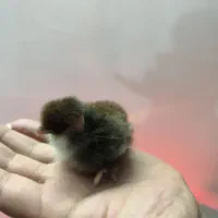 جوجه