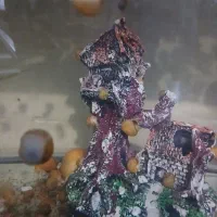 حلزون سیب|خزنده|تهران, لویزان|دیوار