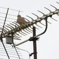 نصب نصاب تنظیم آنتن وفروش گیرنده دیجیتال|خدمات پیشه و مهارت|شیراز, فضل‌آباد|دیوار