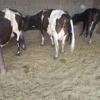 همه باهم گاوا وگوساله ها
