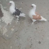 کبوترجوجه‌درجایی