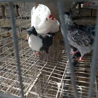 کفتر کرباتی کاکلی ماده