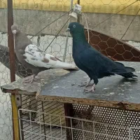 دو عدد بهبهانی بزن|پرنده|شیراز, صاحب الزمان|دیوار