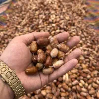 سنجد تازه|خوردنی و آشامیدنی|تهران, شهرک ولیعصر شمالی|دیوار