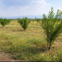 باغ شهر مینو دشت اشراق