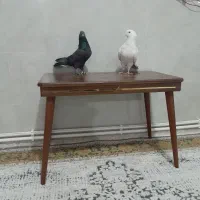 کبوتر رفتنی