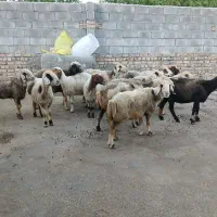 میش محلی چاق