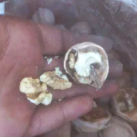 گردو تازه|خوردنی و آشامیدنی|اصفهان, سرشبادران|دیوار