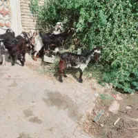 بز نر وماده چاق|حیوانات مزرعه|کارون, |دیوار