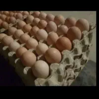 تخم مرغ نطفه دار از بهترین نژاد|حیوانات مزرعه|فرمهین, |دیوار