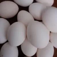 تخممرغمحلی