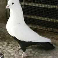 ۱۸ تا کفتر زدخوردی