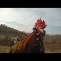 دو خروس چهل تاج خوش رنگ و زیبا|حیوانات مزرعه|سنندج, |دیوار