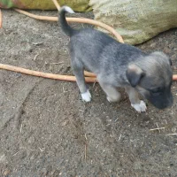 توله سرابی|سگ|اهر, |دیوار