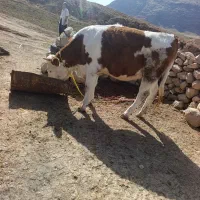 گوساله