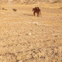 چارتا مادیان همه عرب وسواری|اسب و تجهیزات اسب‌سواری|اهواز, دانشگاه چمران|دیوار