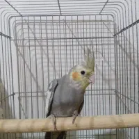 عروس هلندی سه تا