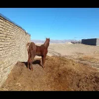 خرید فروش اسب