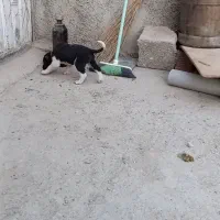 گمشده مژده گانی|حیوانات|تنکمان, |دیوار