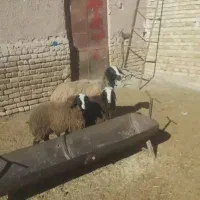 گـوسفند چاق شال|حیوانات مزرعه|انار, |دیوار