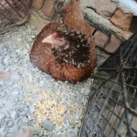 مرغ نسل بالا|حیوانات مزرعه|ایرانشهر, |دیوار