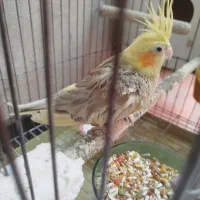 عروس هلندی نر معاوضه