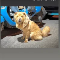 فروش سگ چائوچائو