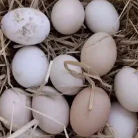 تخم مرغ محلی تازه
