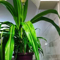 گل اشک ملکه مادری معاوضه با پرنده قناری عروس یانقد