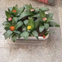 گل طبیعی ، آپارتمانی