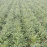 هویج بیجو.|عمدهفروشی|شوشتر, |دیوار