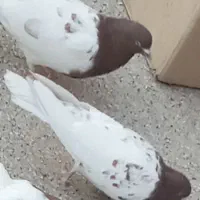 کفتر نر سرسرخ